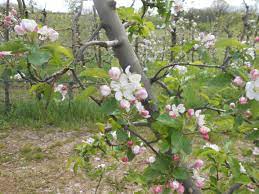 cvjetanje jabuke